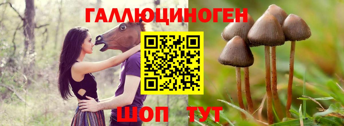  COCAIN Всеволожск